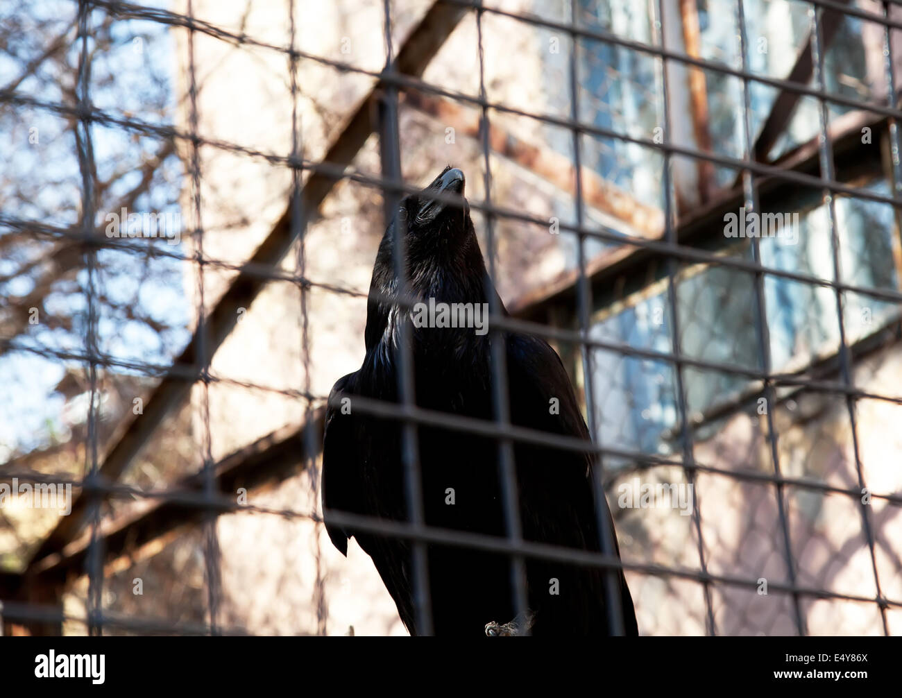 Black raven Stock Photo