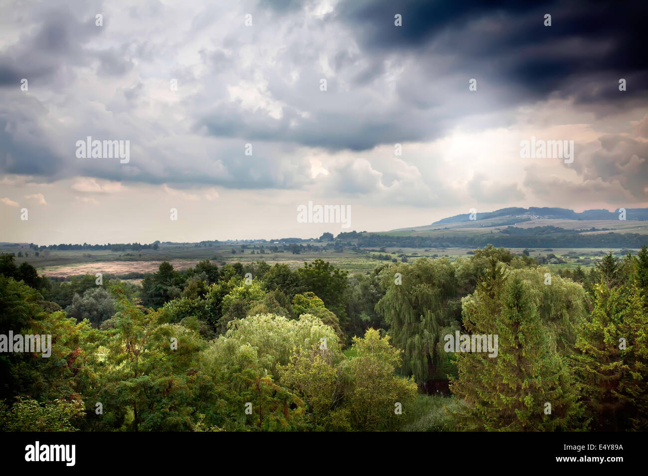 Trees woods stormy sky hi-res stock photography and images - Alamy