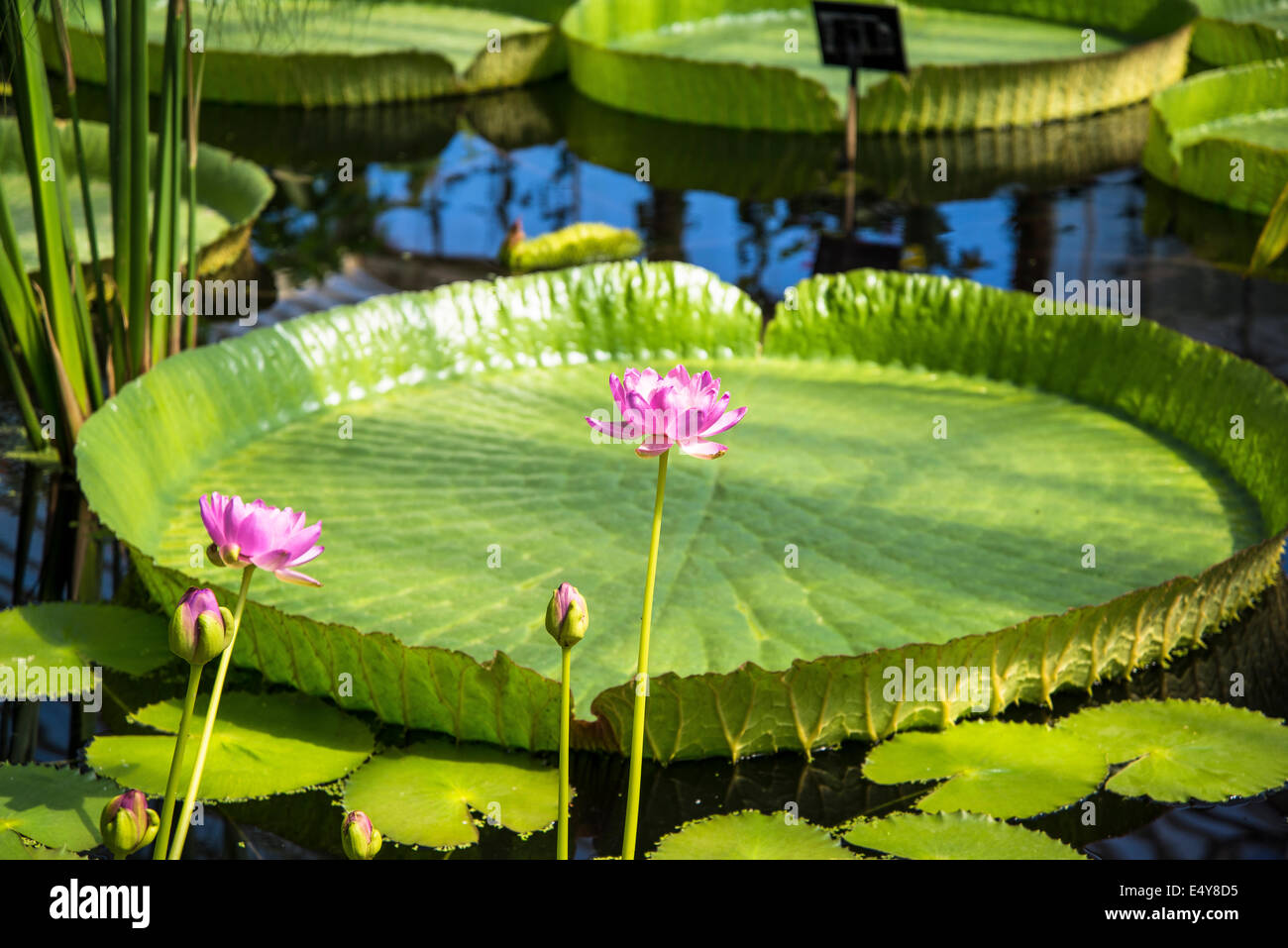 Waterlily House Kew Royal Botanic Gardens London UK Stock Photo Alamy