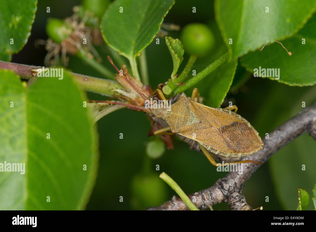 Box Bug, Braune Randwanze, Hasel-Randwanze, Haselrandwanze, Gonocerus acuteangulatus, Randwanzen, Coreidae, Box bugs Stock Photo