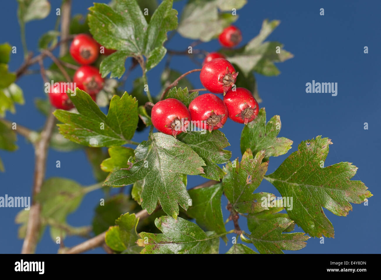 English Hawthorn, May, Eingriffliger Weißdorn, Weissdorn, Weiß-Dorn,  Weiss-Dorn, Crataegus monogyna, Früchte, Aubépine monogyne Stock Photo -  Alamy