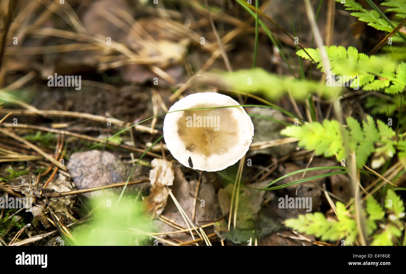 Russule mushroom hi-res stock photography and images - Alamy