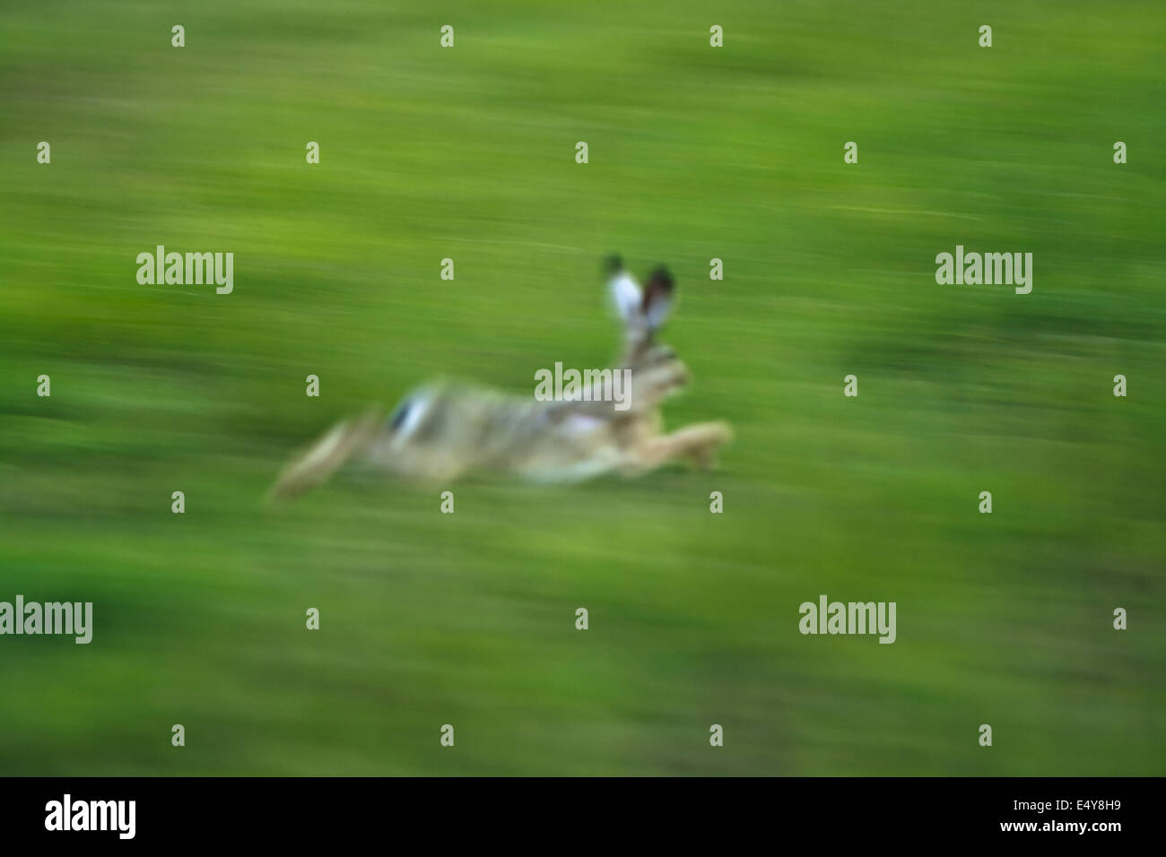 Running rabbit hi-res stock photography and images - Alamy