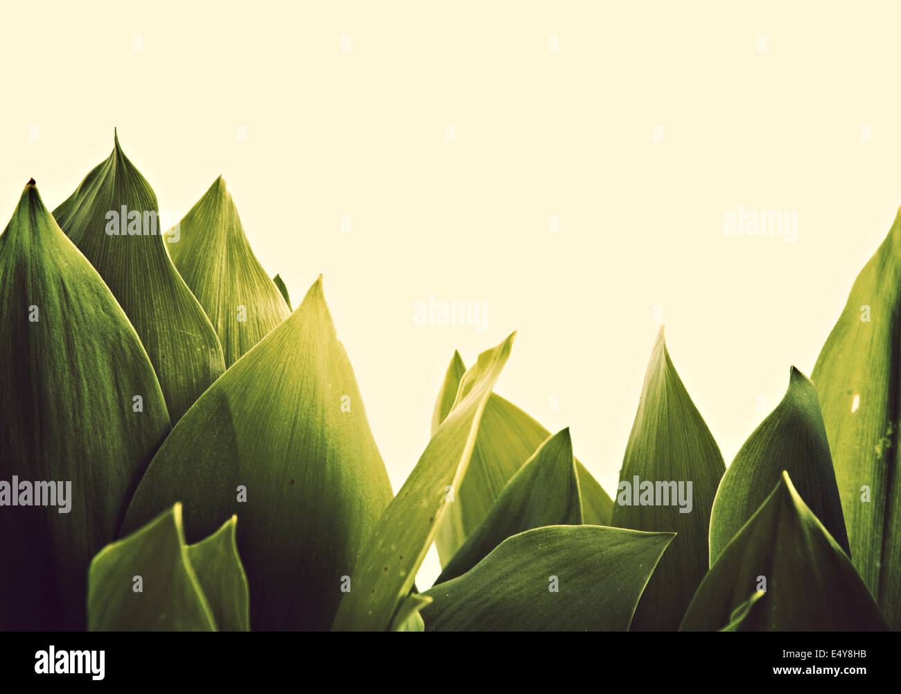 Lily of the valley hi-res stock photography and images - Alamy