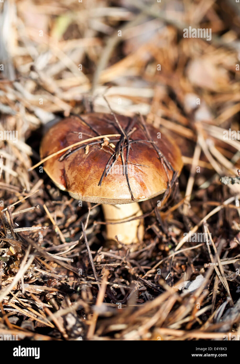 Brown mushroom cap hires stock photography and images Alamy