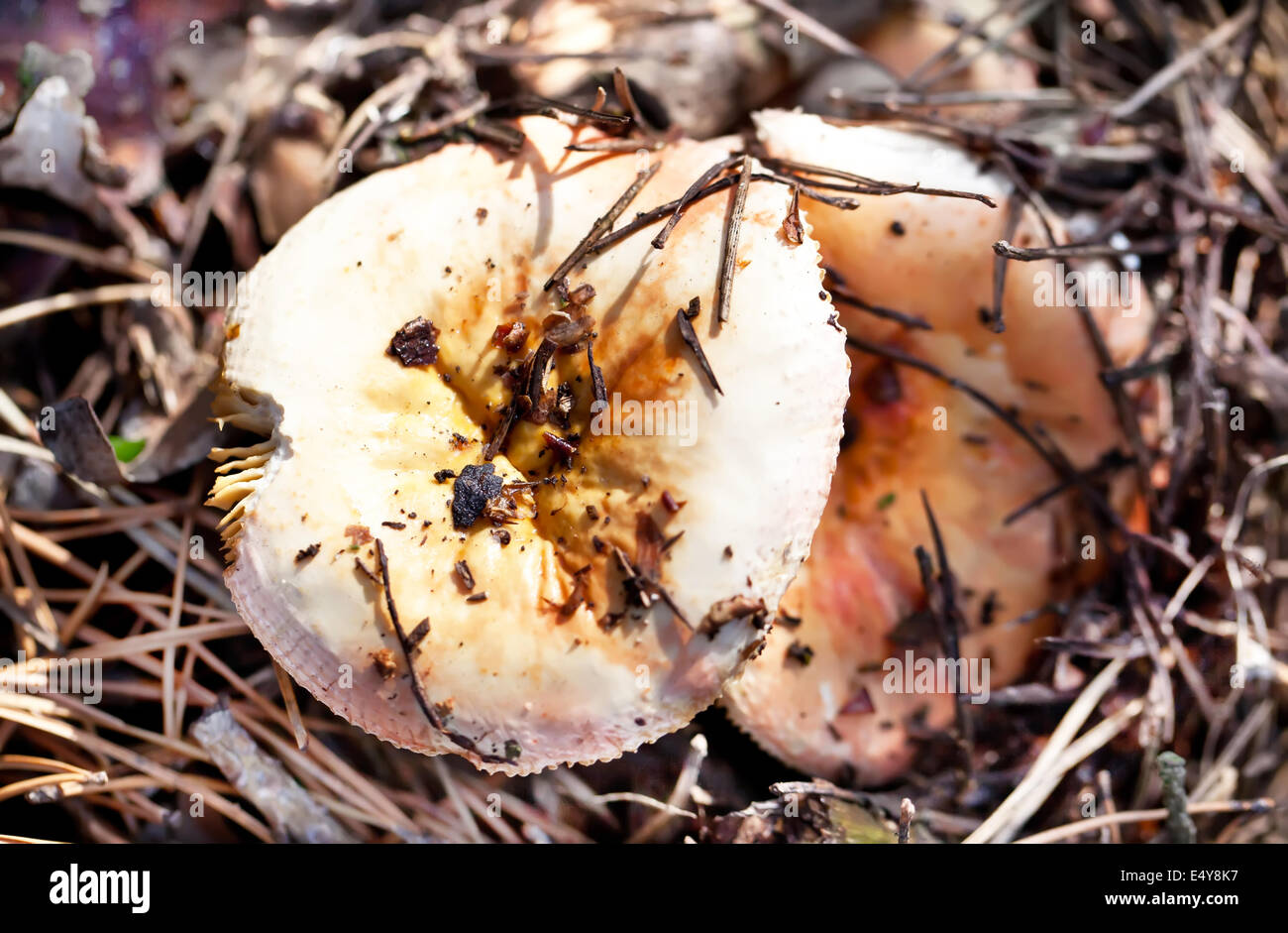Two poisonous mushrooms in autumn forest Stock Photo