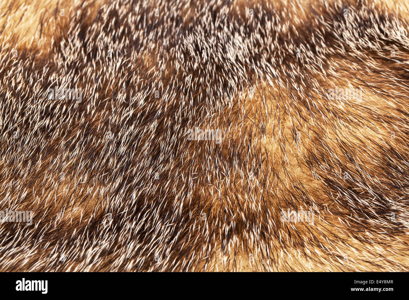 Golden and brown fur texture Stock Photo
