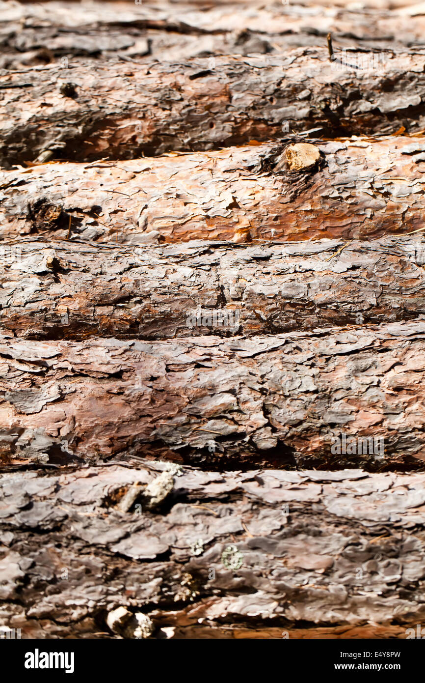 Pine Logs Texture Stock Photo Alamy Pine Logs Texture Stock Photo Alamy