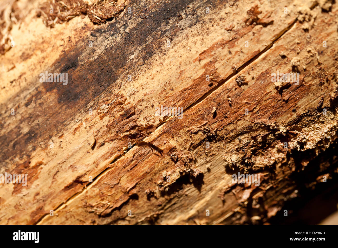 Brown pine wood texture Stock Photo