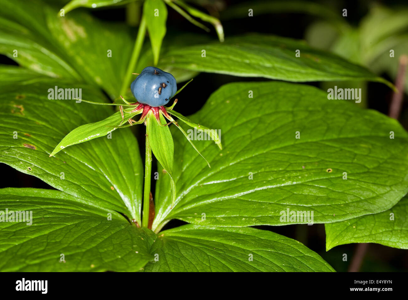 Herb Paris, One berry, fruit, Vierblättrige Einbeere, Frucht, Beere, Paris quadrifolia Stock Photo