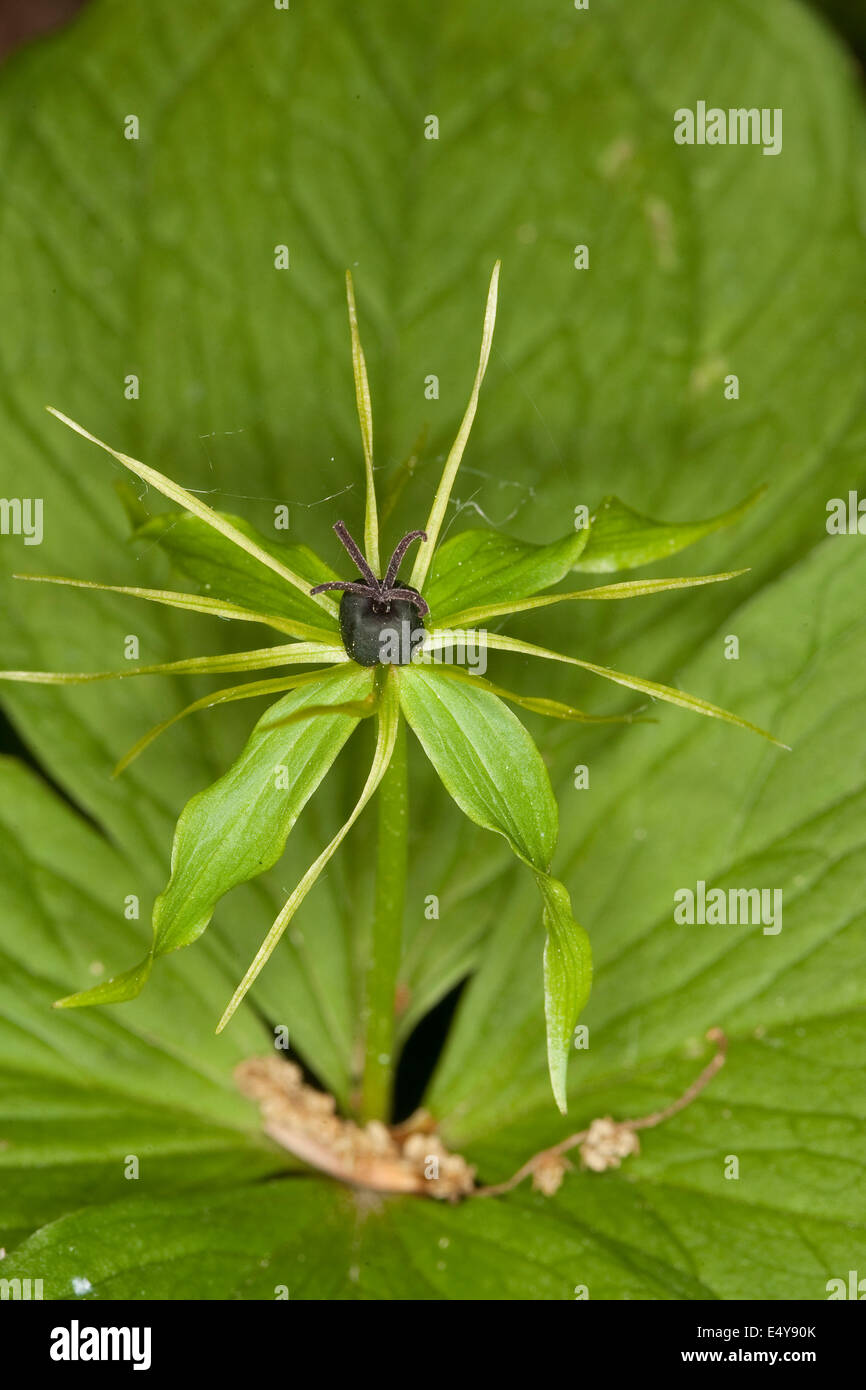 Herb Paris, One berry, Vierblättrige Einbeere, Paris quadrifolia Stock