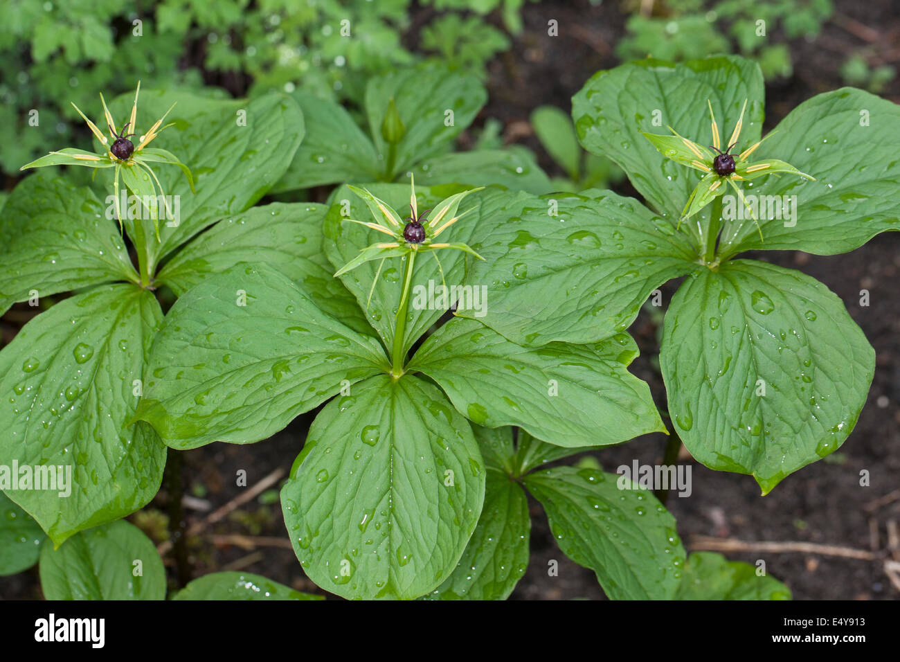 Herb Paris, One berry, Vierblättrige Einbeere, Paris quadrifolia Stock Photo