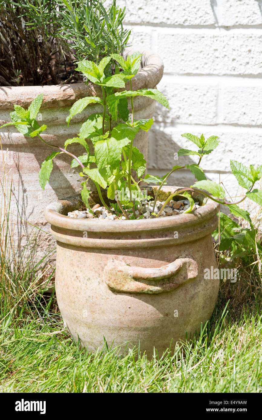 Peppermint plant, Mentha piperita, in a pot in an English garden. Stock Photo