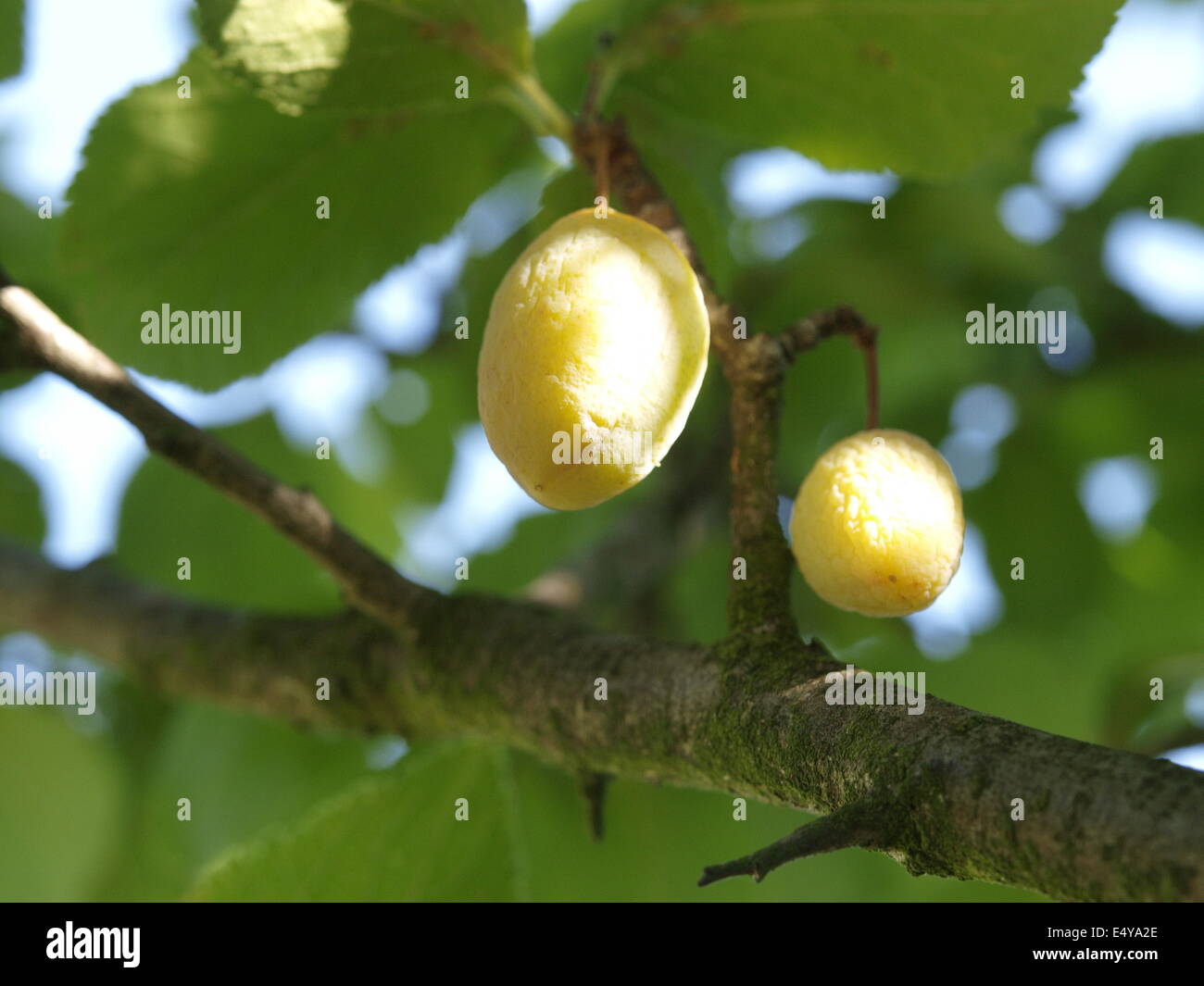 Sadarstvi hires stock photography and images Alamy