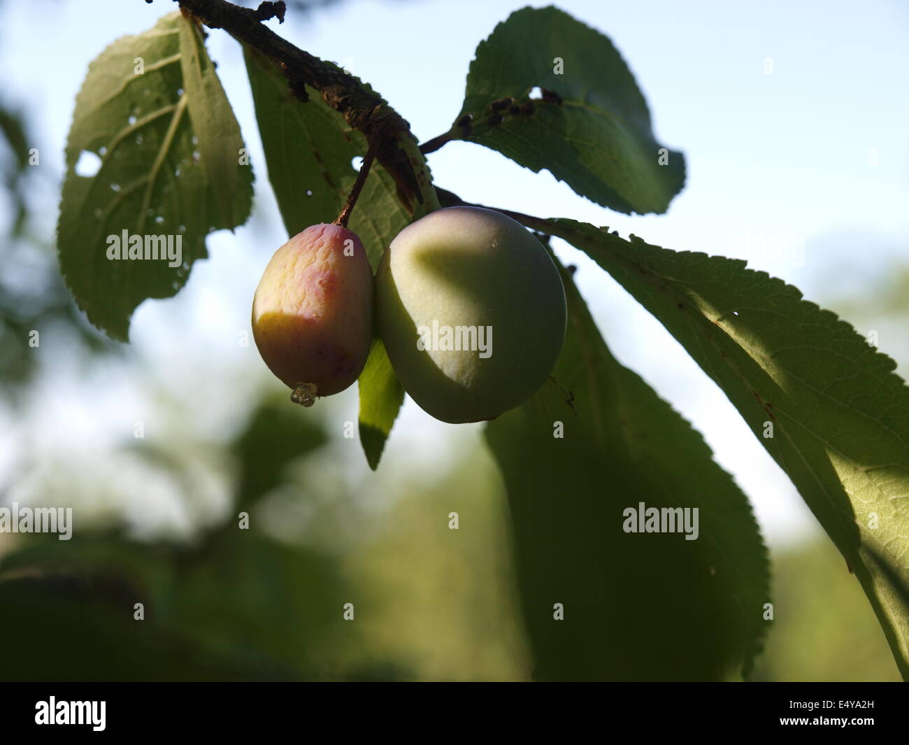 plum Stock Photo Alamy