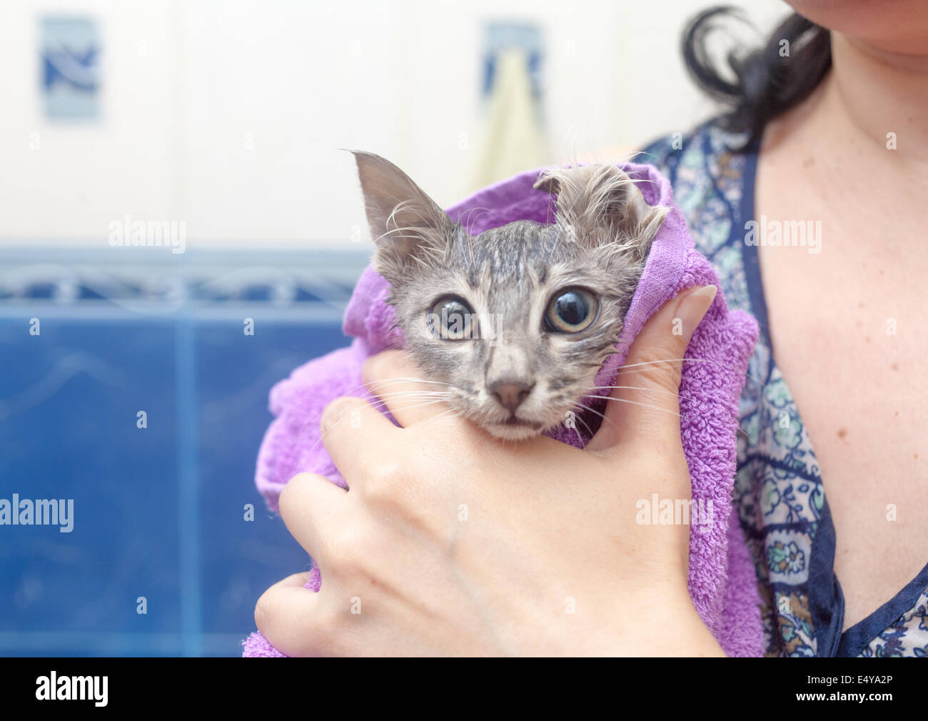 wet cat in a towel after bath Stock Photo Alamy