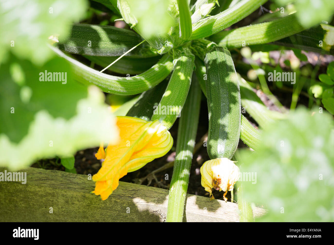 Courgette 'El Greco' growing in a raised bed in a garden in Northamptonshire, England, UK Stock Photo