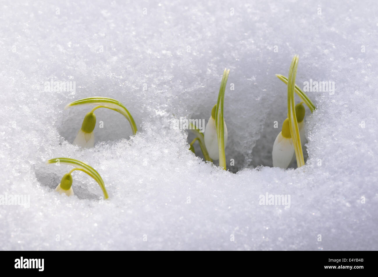 Snowdrop in snow Stock Photo