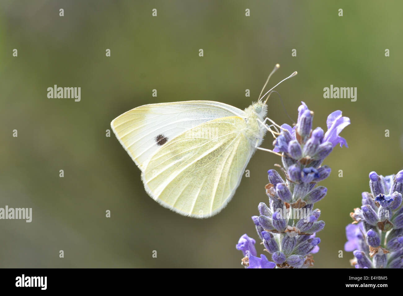 Close up of small white butterfly Stock Photo