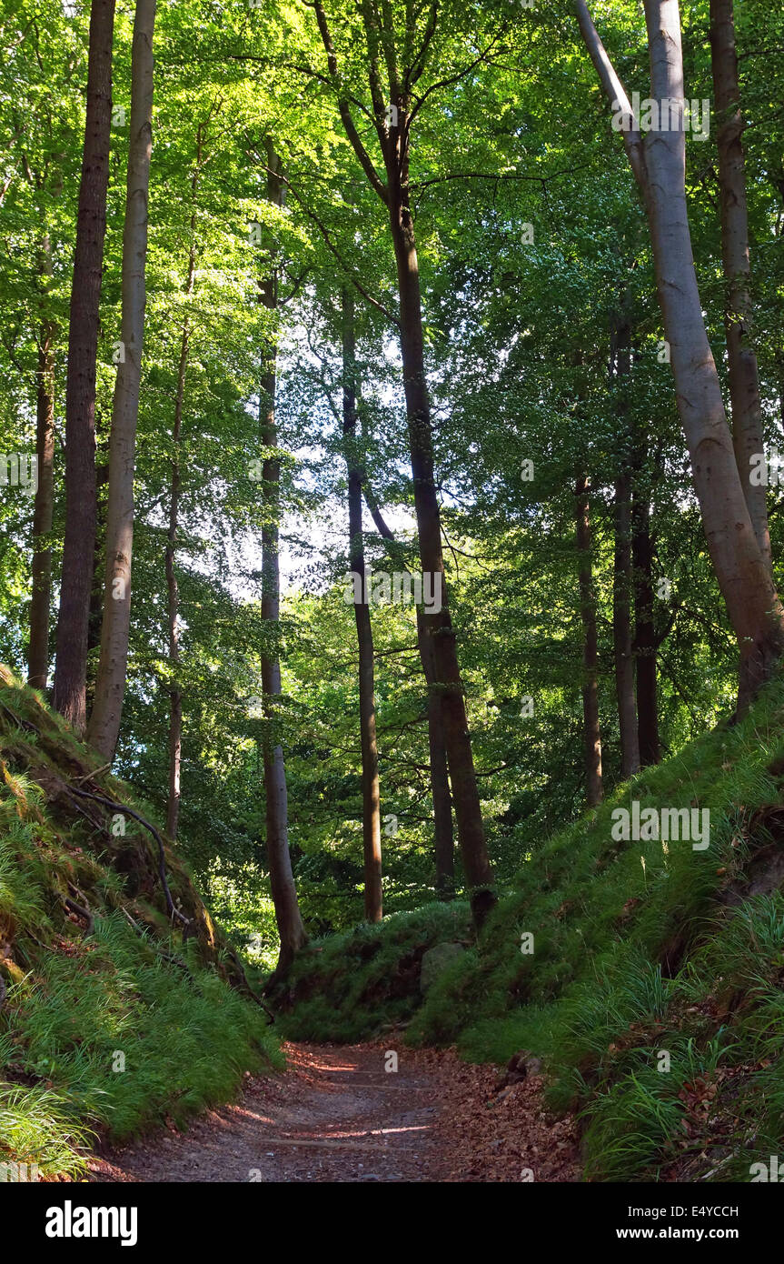 beech forest Rugia Germany Stock Photo Alamy