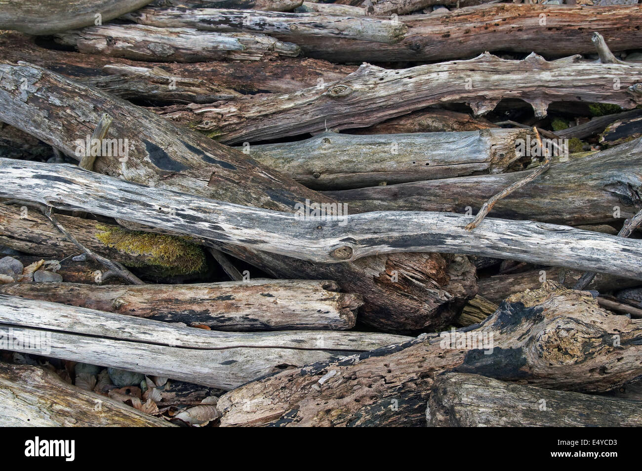 drift wood Stock Photo