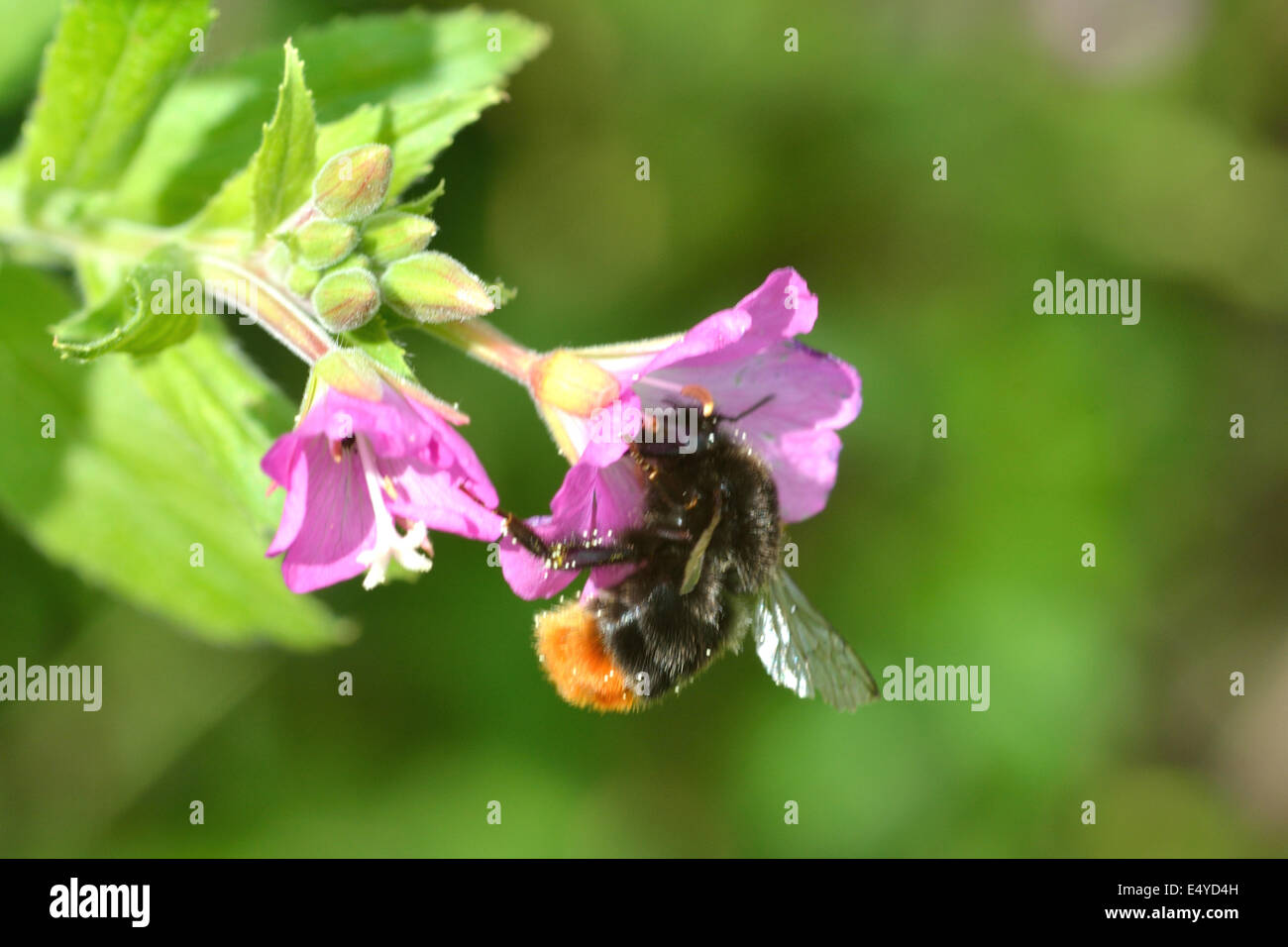 Bee gathering nectar hires stock photography and images Alamy