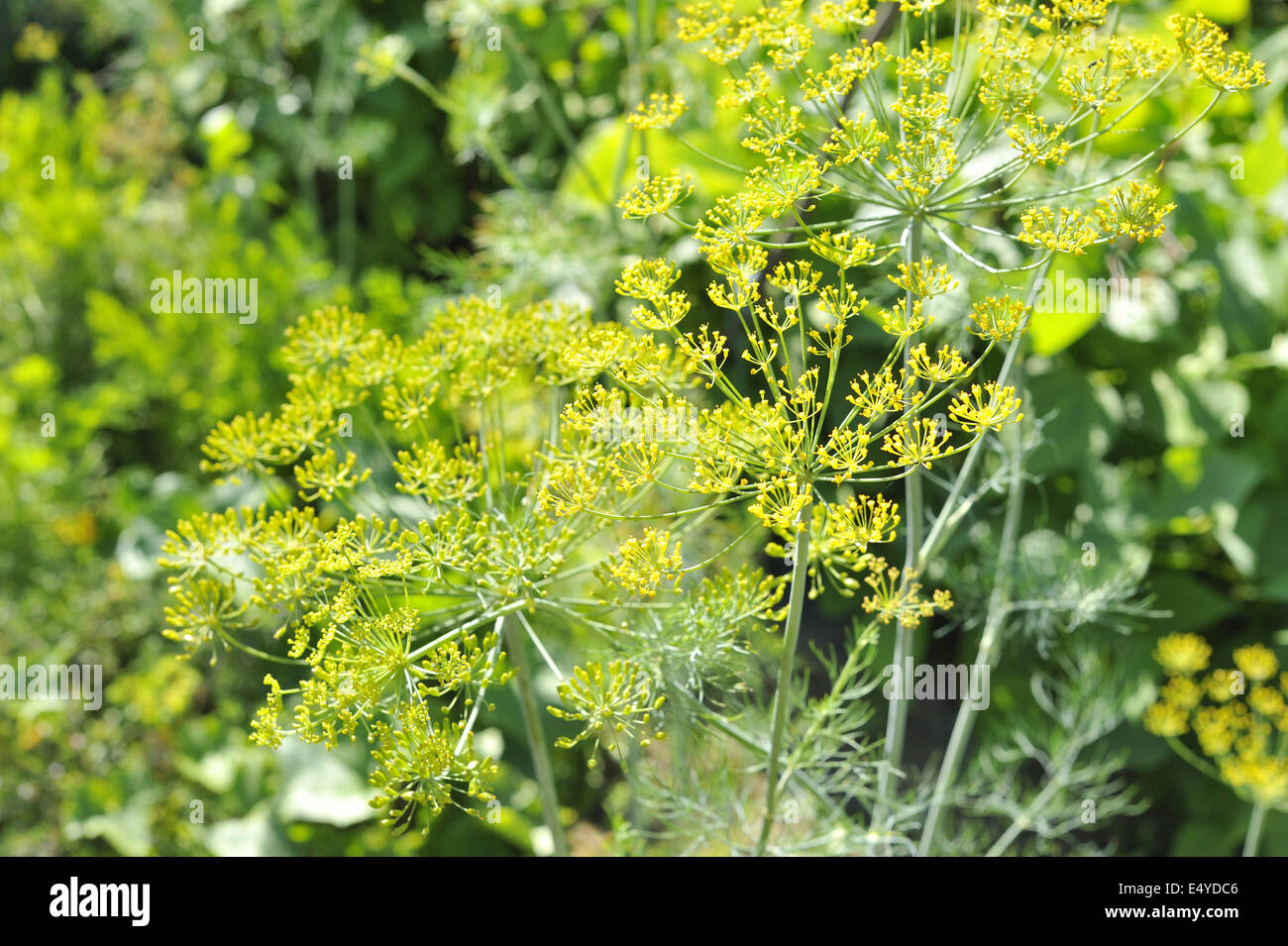 Dillpflanze hires stock photography and images Alamy