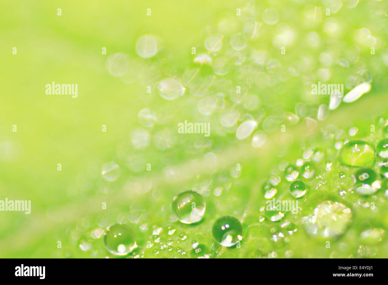 dew on green leaf Stock Photo