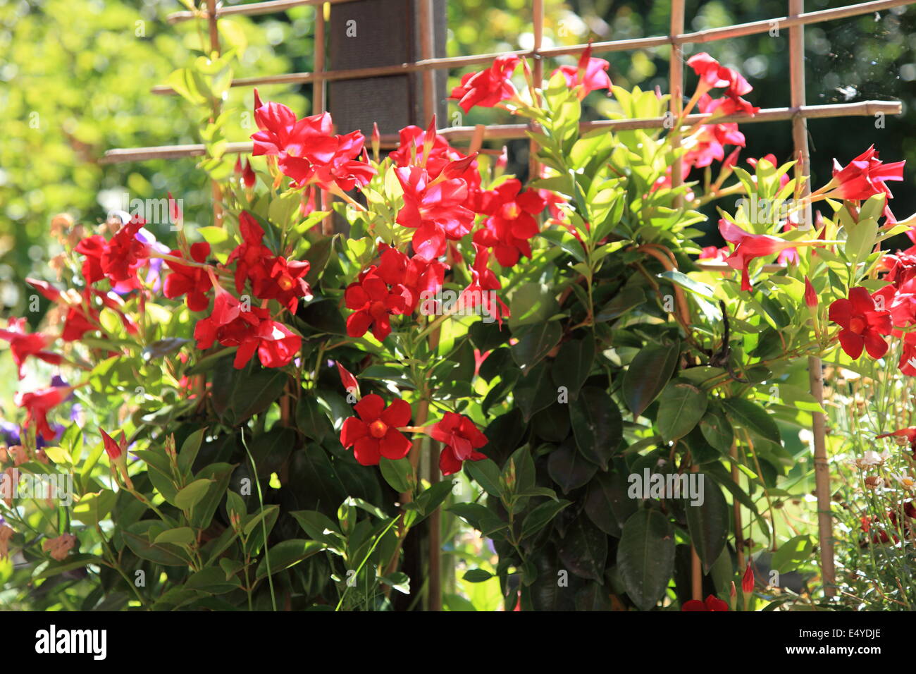 Colourful red summer flowers Stock Photo