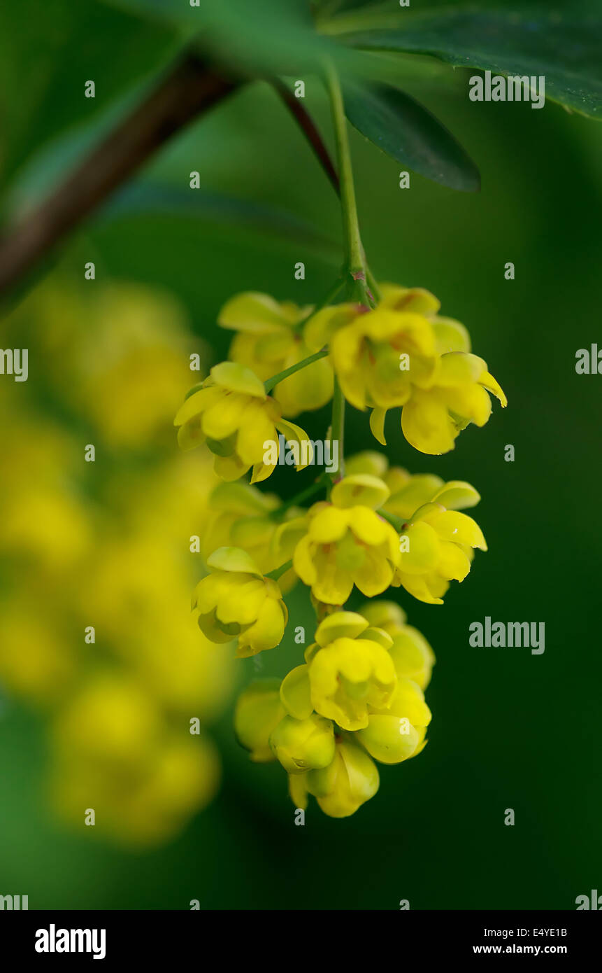 ARKAD shrub with yellow flowers Stock Photo