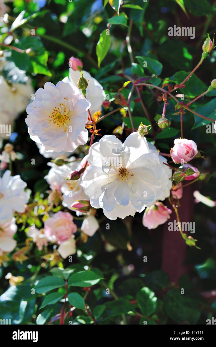 Swathe White Roses Shrub white roses in the garden Stock Photo - Alamy
