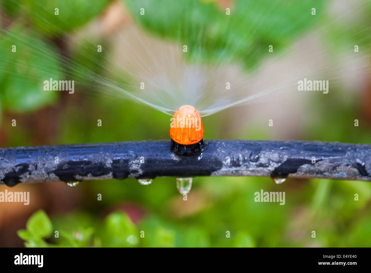 Nozzle water grass hires stock photography and images Alamy