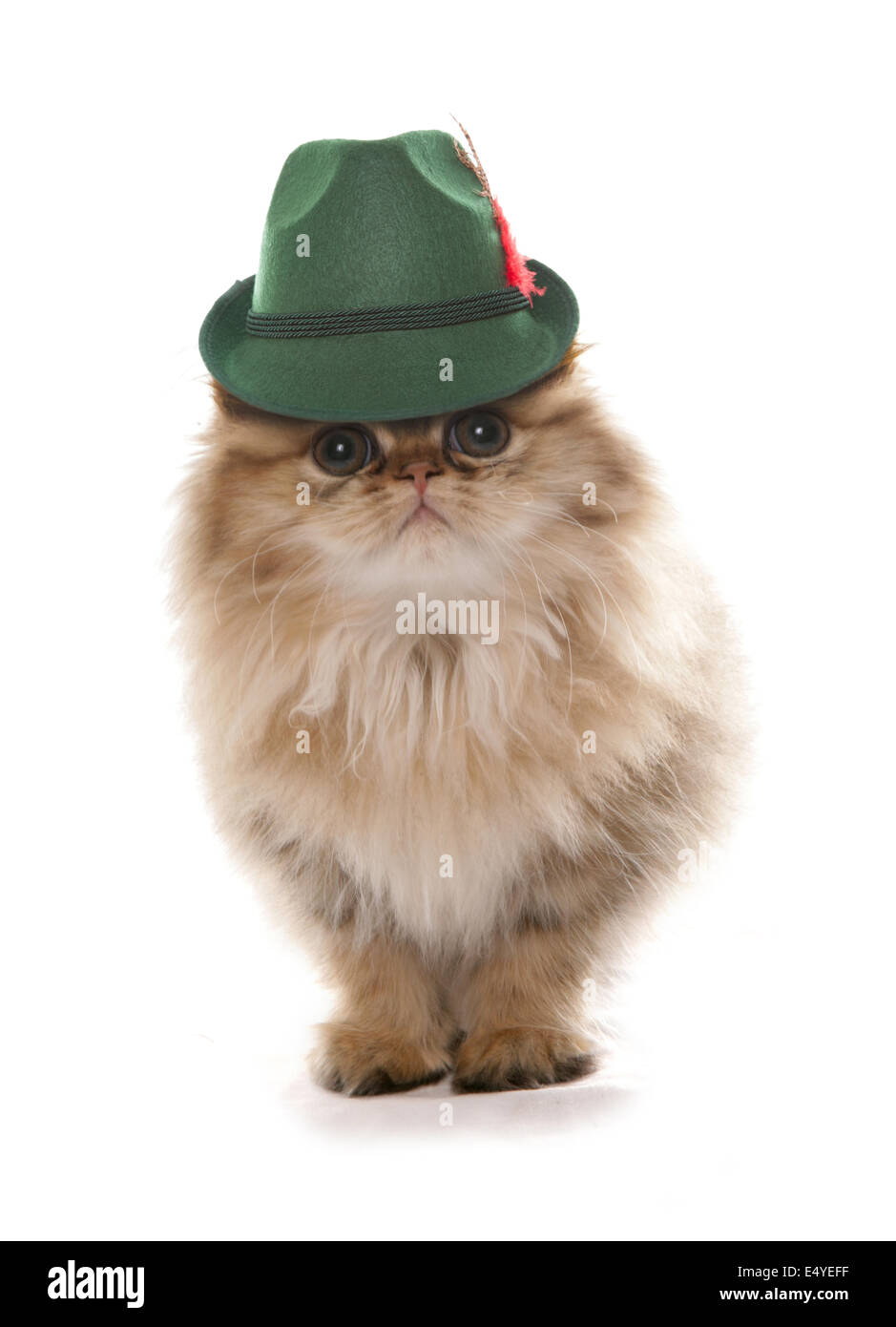 persian cat wearing bavarian beer festival hat Stock Photo