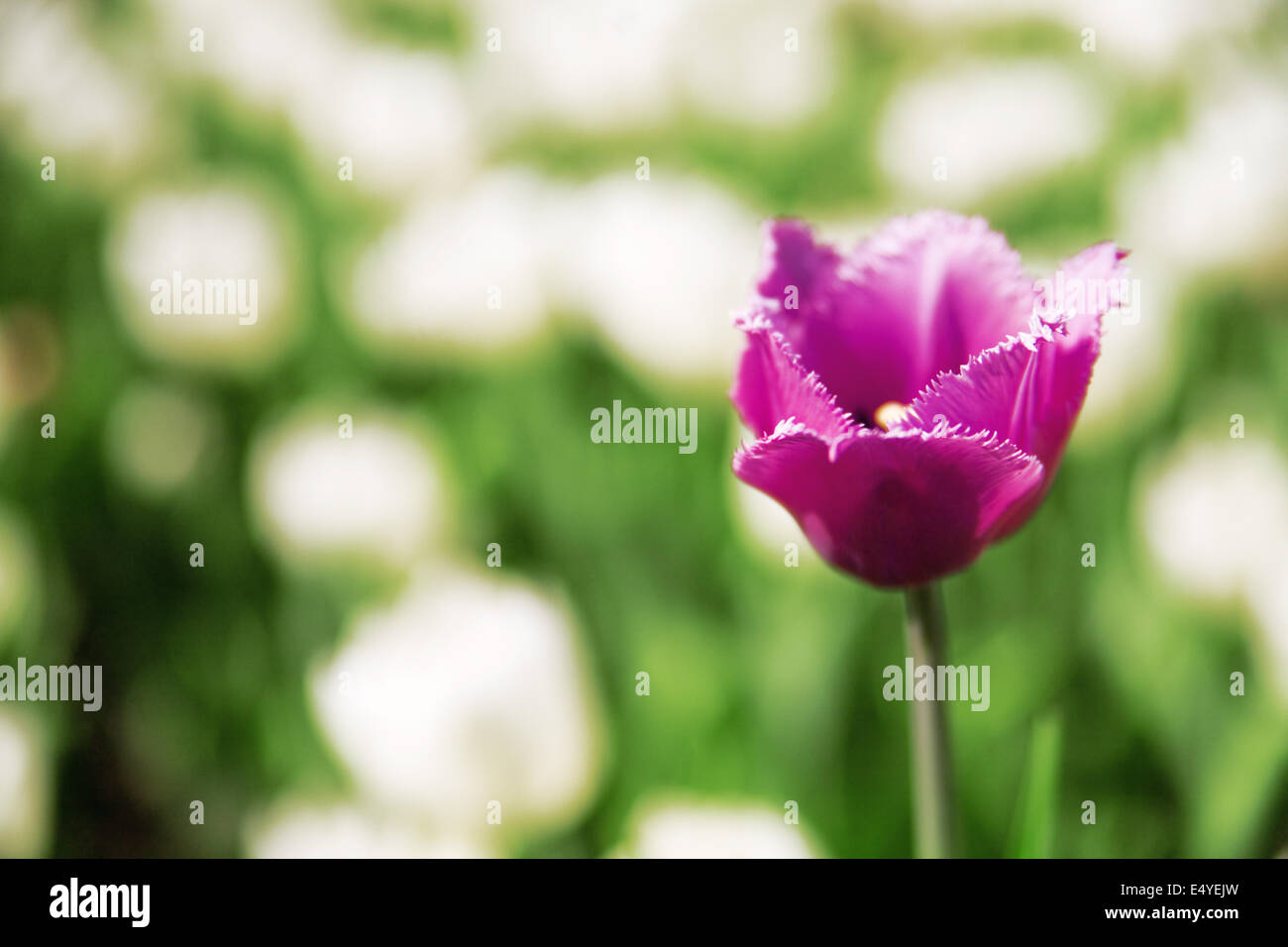 Purple summer flower hi-res stock photography and images - Alamy