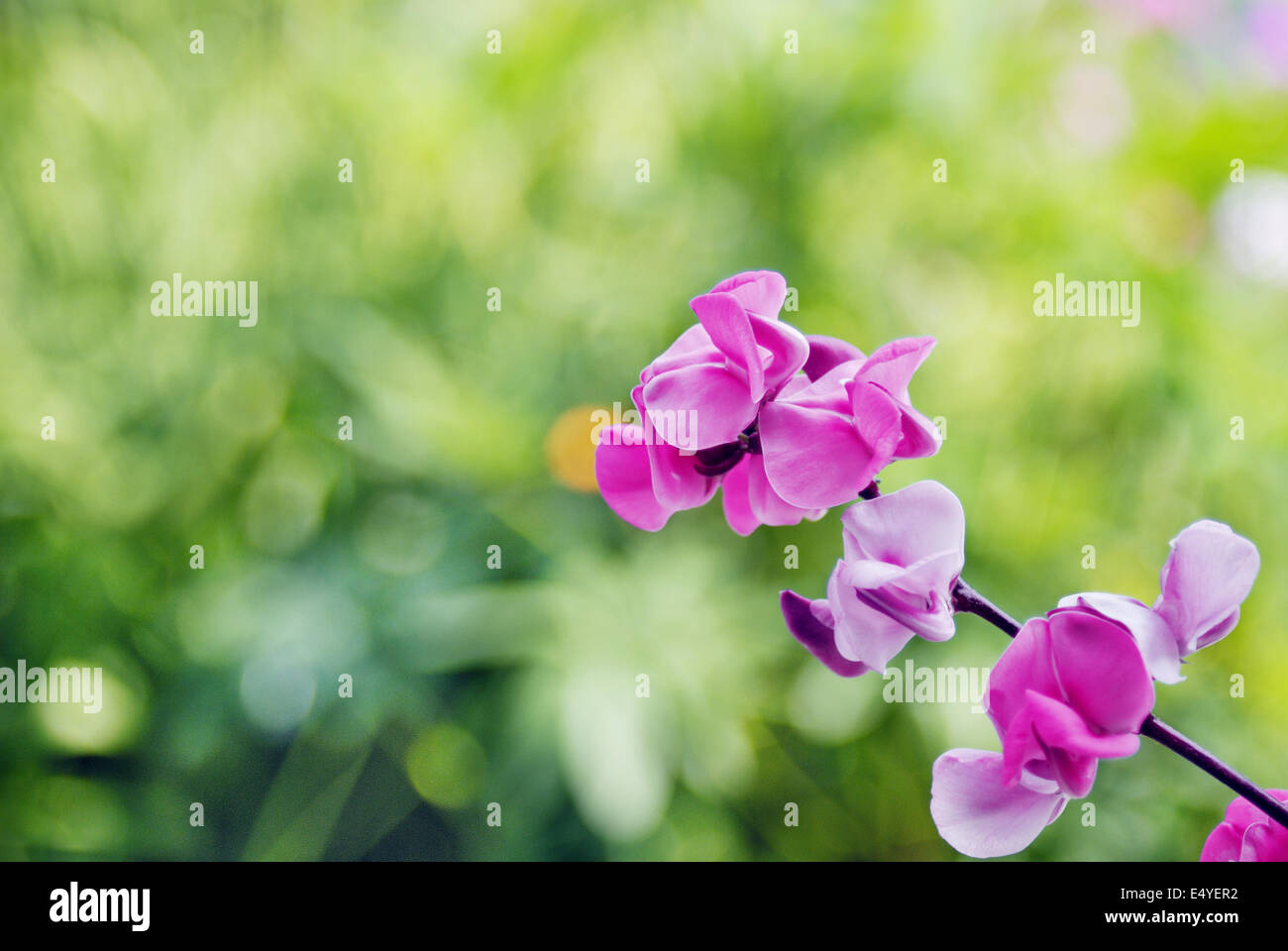 Beautiful pink flowers of wild Bean plant Stock Photo Alamy