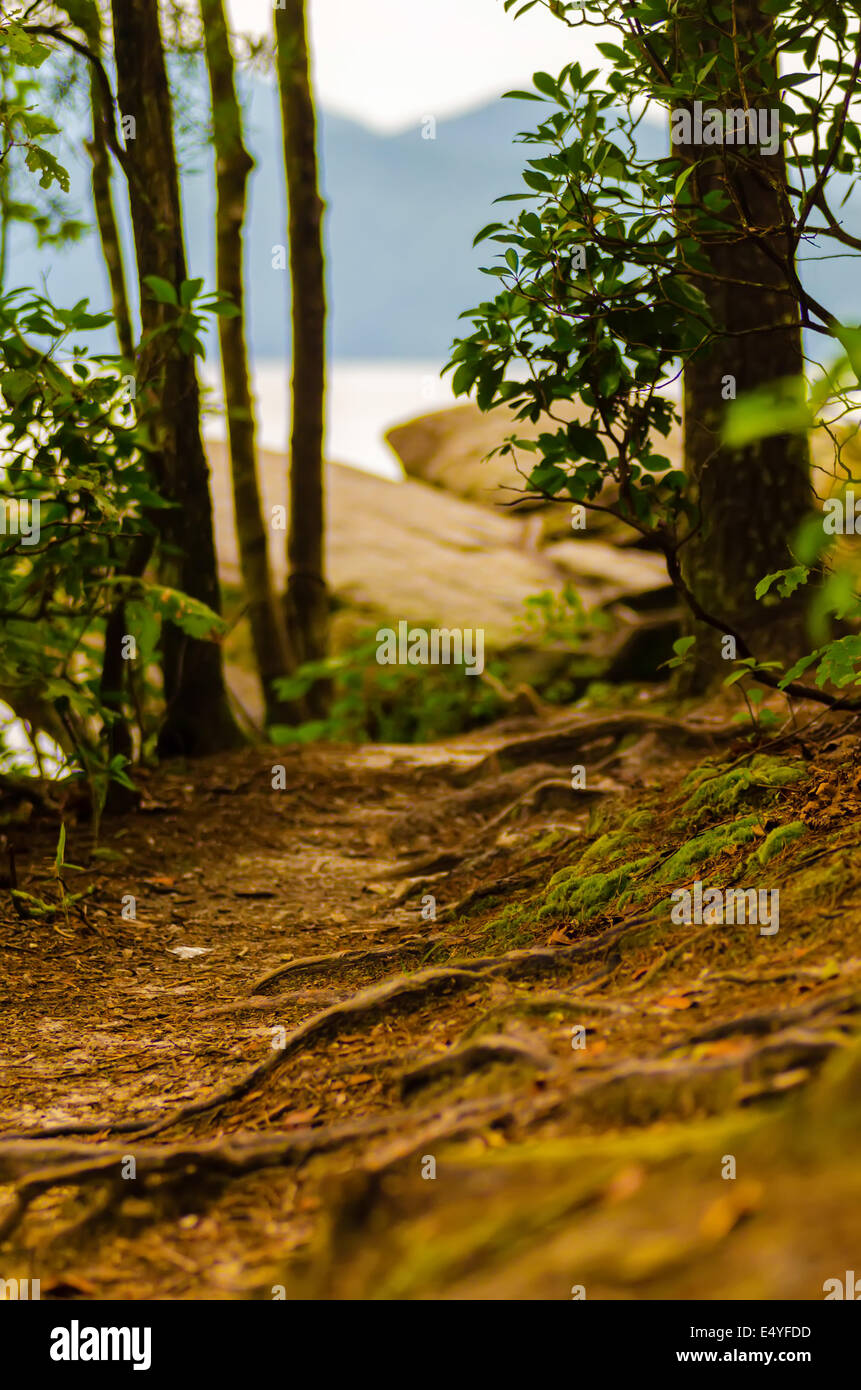 bumpy hiking path with tree roots Stock Photo