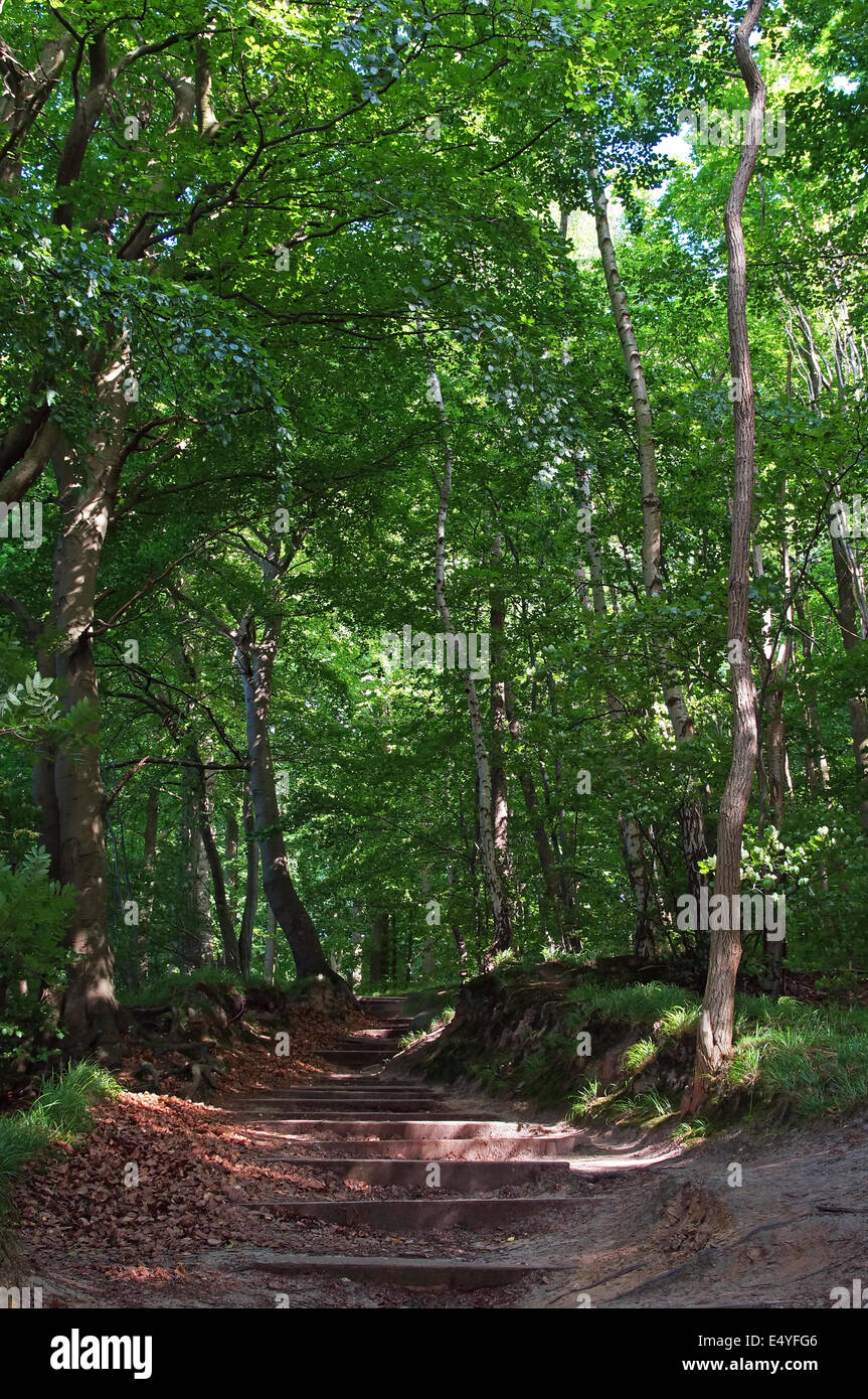 beech forest Rugia Germany Stock Photo Alamy