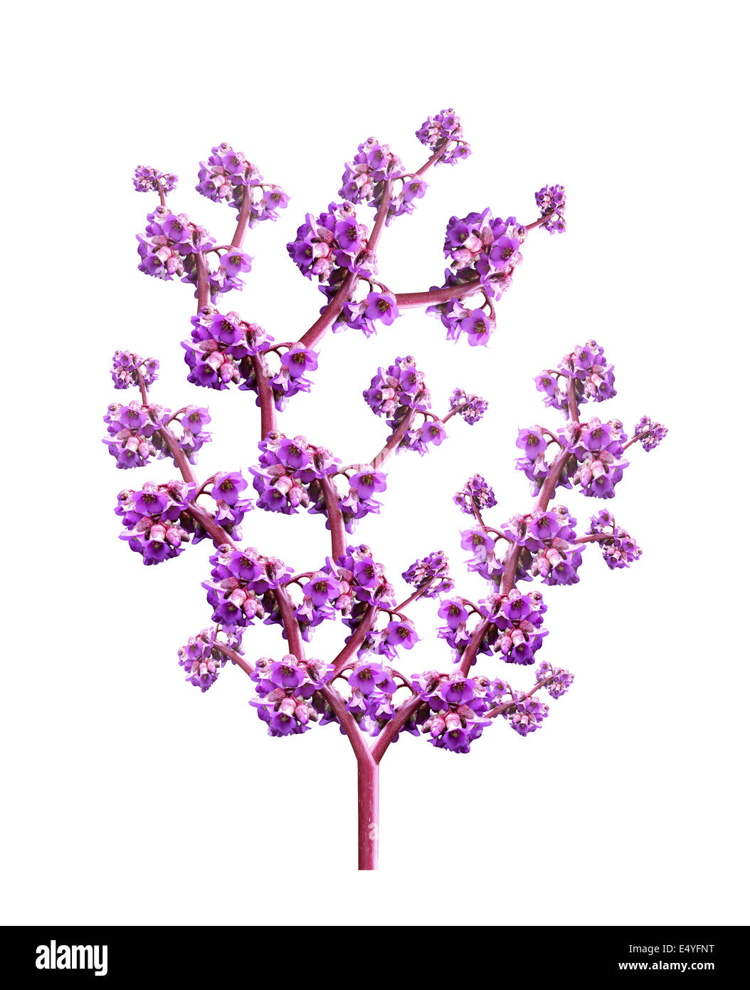 Tree of pink flowers Stock Photo Alamy