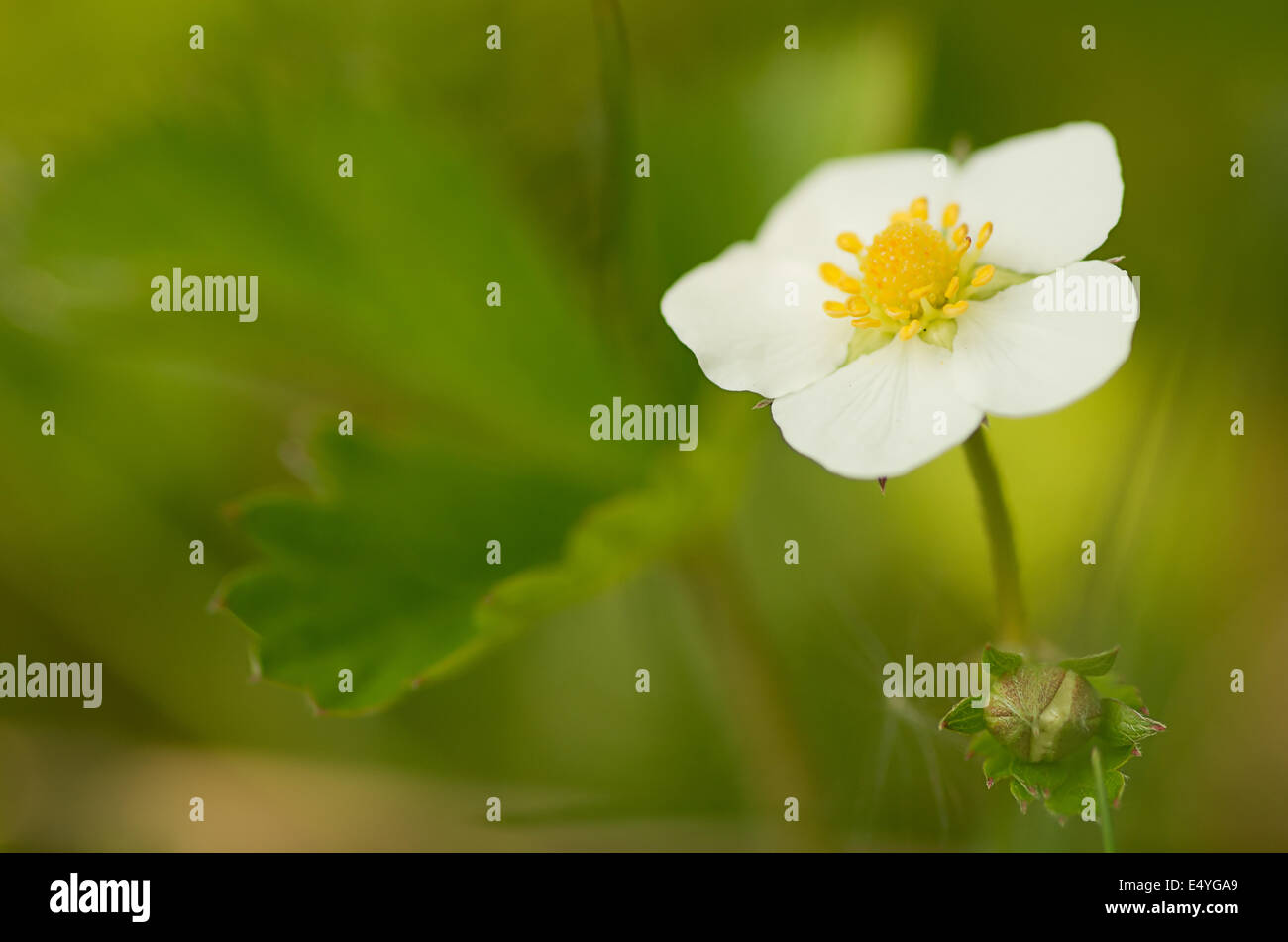 Blooming flowers strawberries in the forest Stock Photo - Alamy