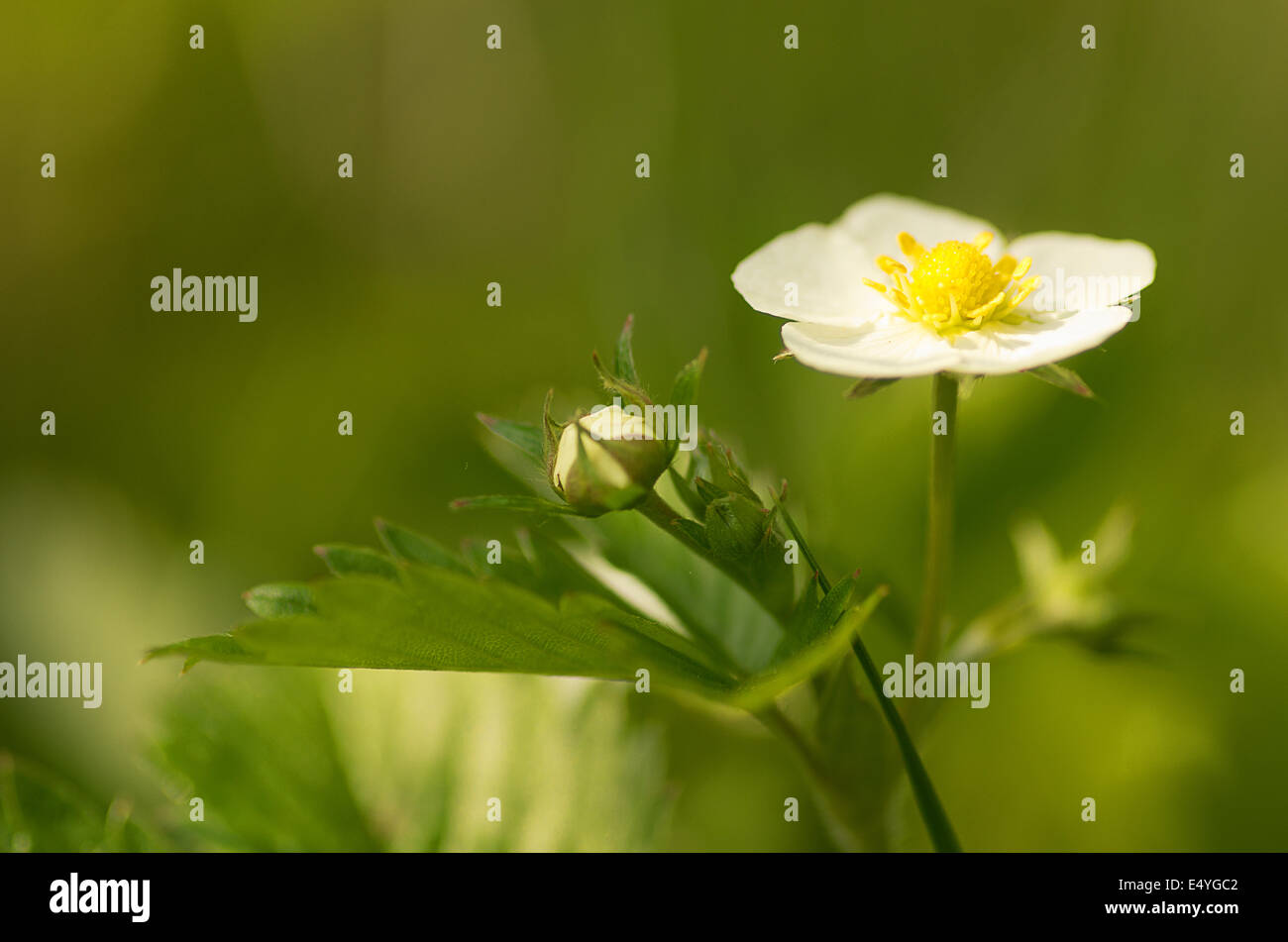 Blooming flowers strawberries in the forest Stock Photo - Alamy