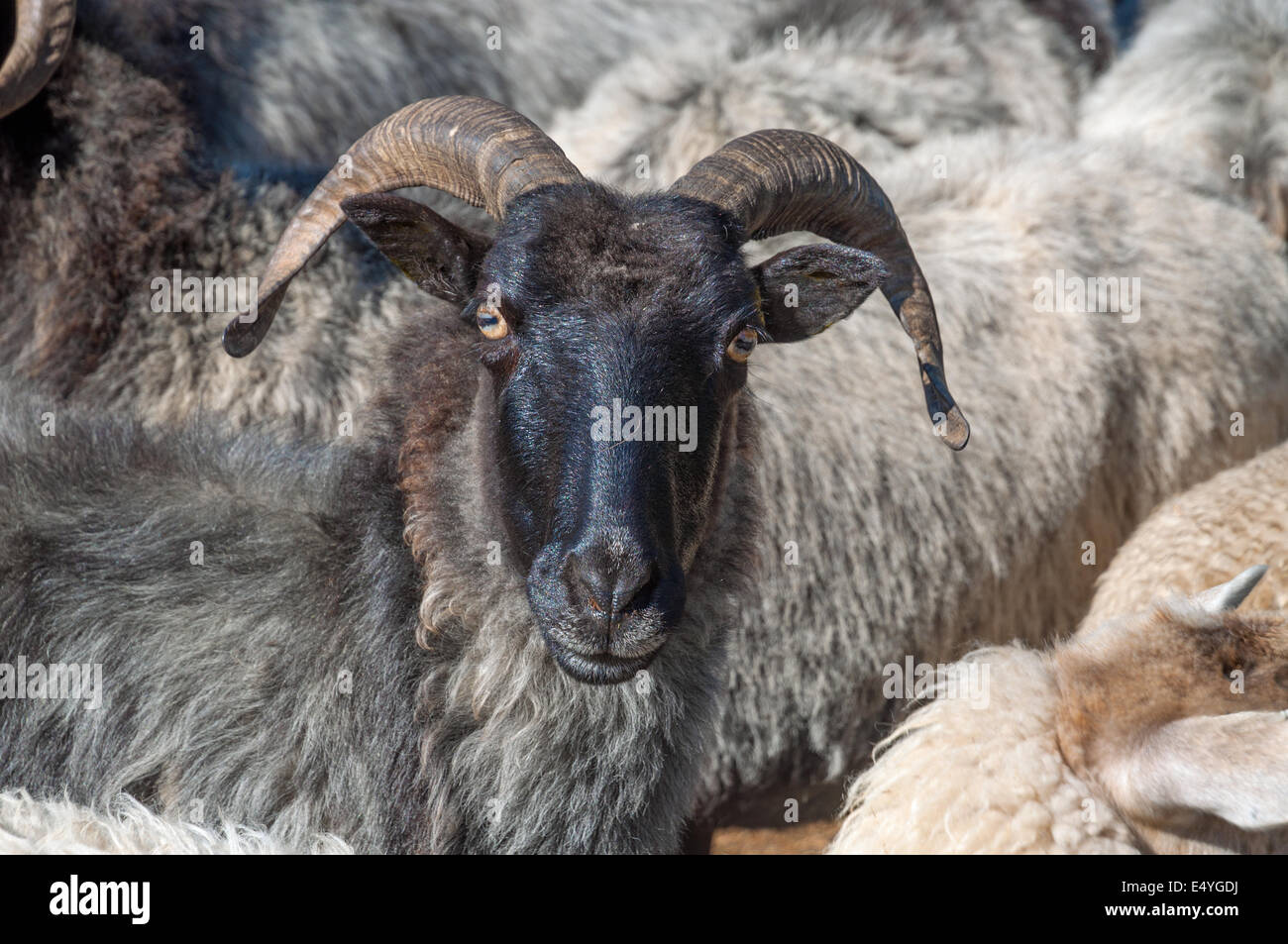 heidschnucke Sheep in Lueneburg Heath Stock Photo