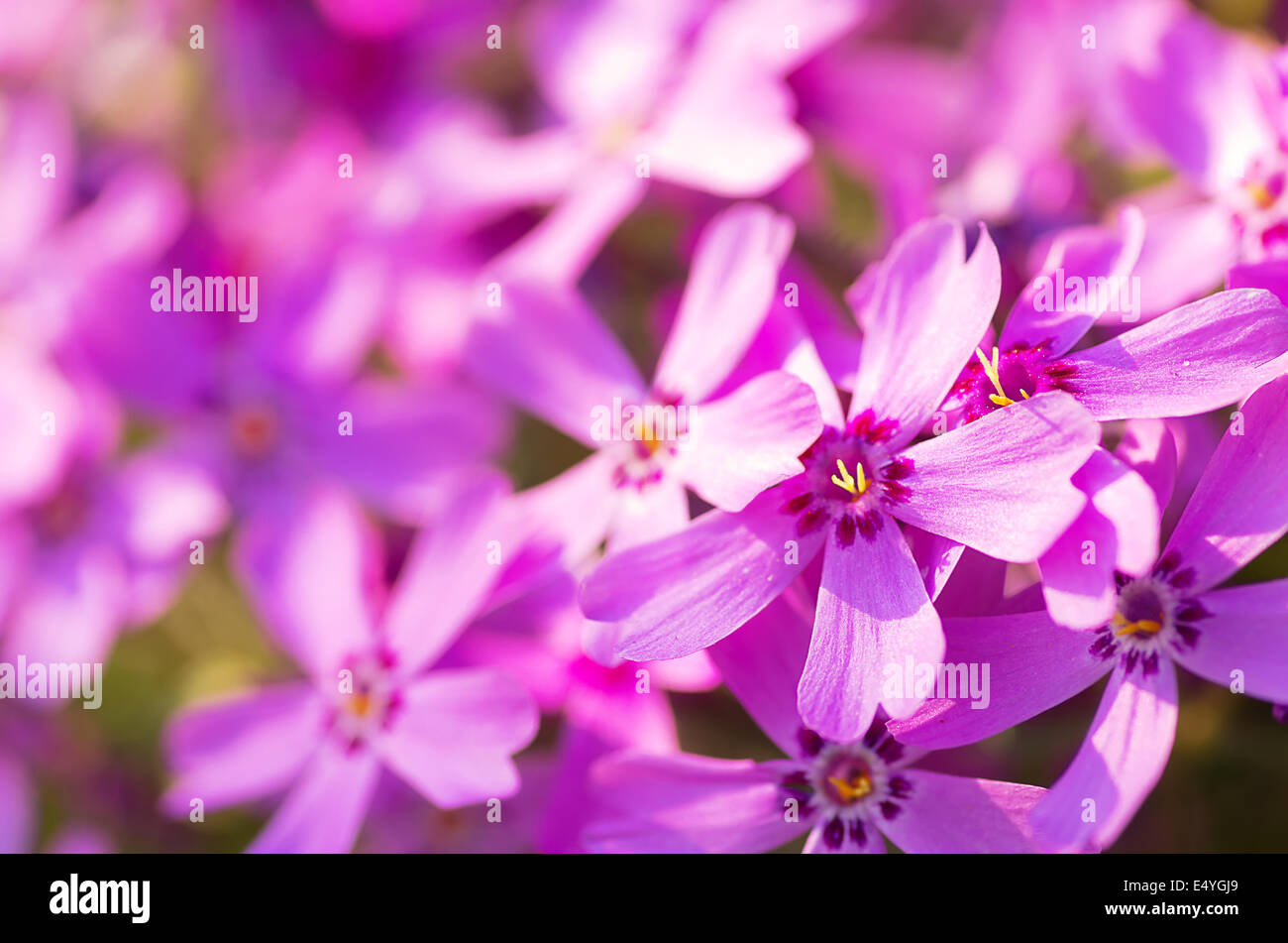 Phlox szydlasty with pink flowers Stock Photo