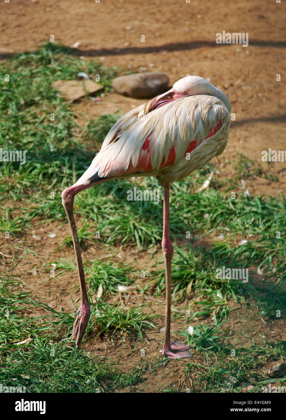 Flamingo environment hi-res stock photography and images - Alamy