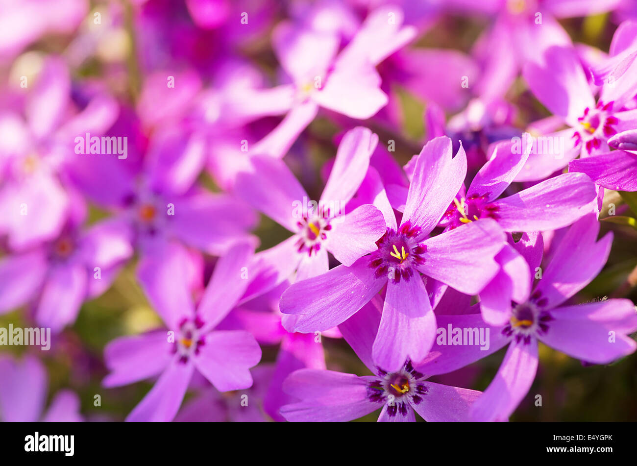 Phlox szydlasty with pink flowers Stock Photo