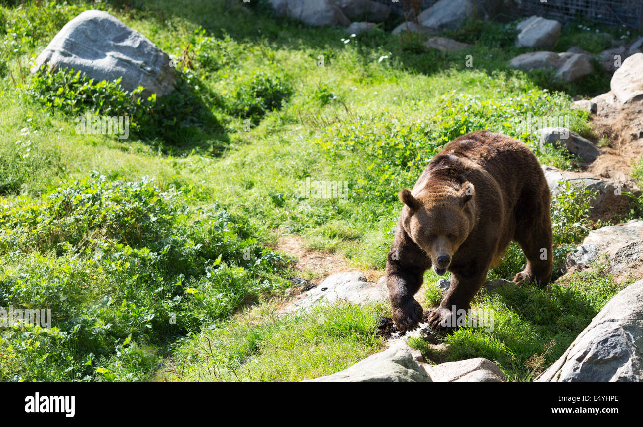 Brown bear is posing on the rock. Stock Photo