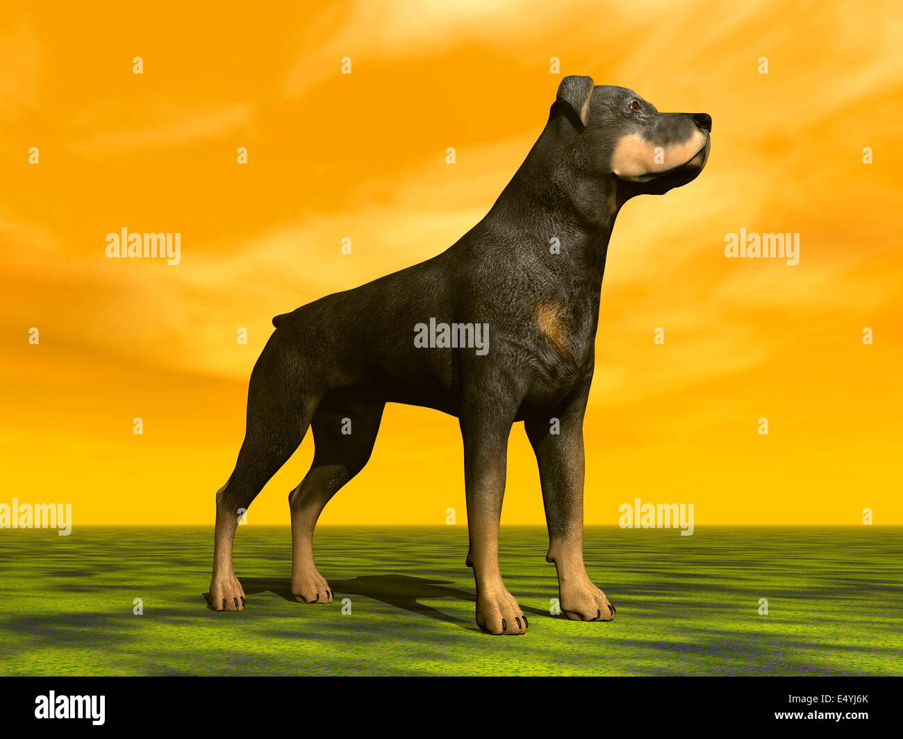 Rottweiller dog - 3D render Stock Photo