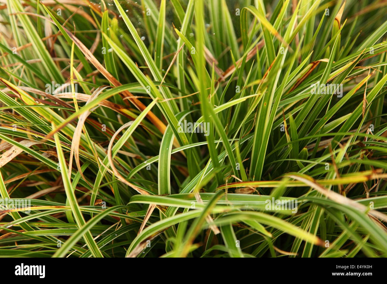 Blades of green and dried grass Stock Photo