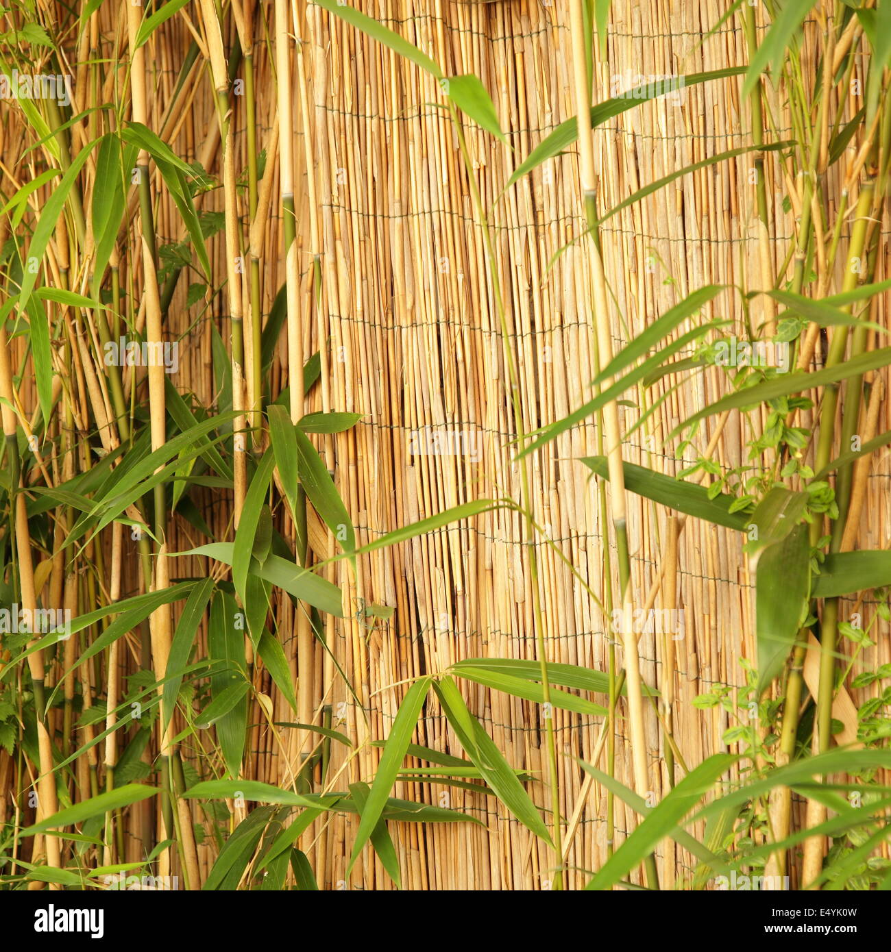 Fresh ornamental bamboo with a bamboo fence Stock Photo