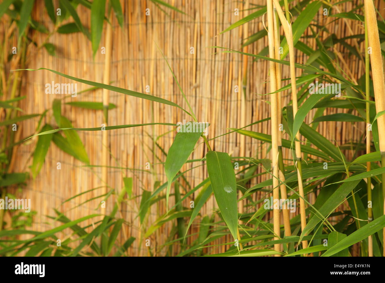 Bamboo fence with fresh bamboo Stock Photo
