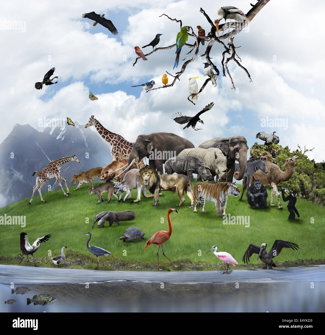 A Collage Of Wild Animals And Birds Stock Photo